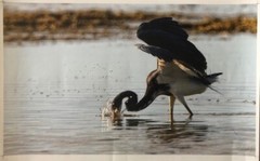Photograph of Carlos Otero “Lavado Matutino”, 2002. Original signed. Cuban Art