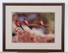 1991 Thomas Mangelsen “The Perch – Carmine Bee-Eaters” Signed L.E. 515/950 Photo