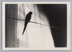 bird vmtl. Budgie on Radio or TV Antenna Window Curtain – Photo