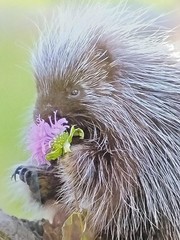 Original Wildlife Photography Art Print Baby Porcupine 16″ X 13″ Artist Signed