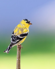 American goldfinch bird 8×10 Photograph Print 8″x10″