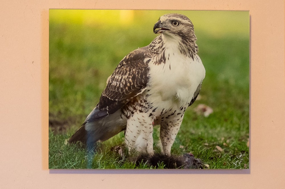 MAGNIFICENT Red-Tailed Hawk Fine Art Photography – Premium HD Acrylic Mount