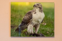 MAGNIFICENT Red-Tailed Hawk Fine Art Photography – Premium HD Acrylic Mount