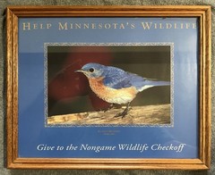 Eastern Bluebird (Sialia sialis) Framed Photo for Helping Minnesota’s Wildlife