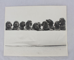 Vintage Puppies Black and White Photograph 8×10 Dog Litter Cute Wall Art Decor