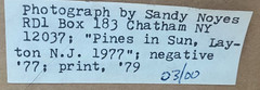 Sandy Noyes Signed Original Art Photograph: Pines In The Sun, Layton, N.J. 1977