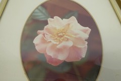 Signed 1974 Gold Framed Matted Flower Floral Photographs Pink Rose Photos Decor