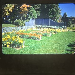 “PRETTY AUTUMN FLOWER GARDEN” 1952 Nature Photography FLORAL FLOWERS COLOR