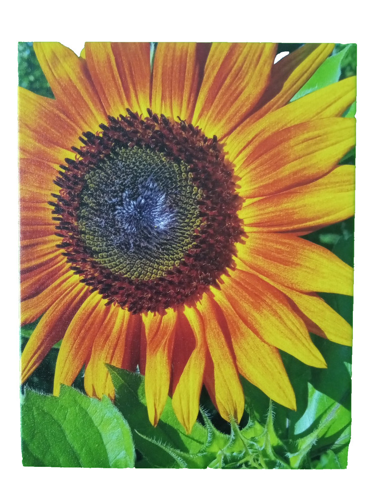 Autumn Beauty Sunflower On Canvas. 11×14 Photo print. Unframed, ready to hang