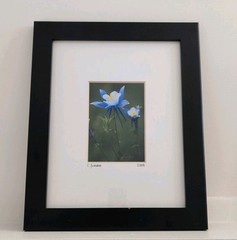 Framed Fine Photography C. Firnhaber Blue Columbine Flower Signed Wall Art 14×16