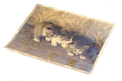 Cute Kittens Vintage 8×10 Photo Silver Gelatin Photograph