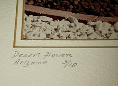 Rare Signed Print Numbered Desert Cactus Arborist Flower Garden Home Decor 12×14