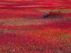 Photographs printed as 18″x24″ gallery-wrap canvases, 1.5″ deep bars, $150