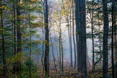 Photography Print of Forest on Foggy Morning in Great Smoky Mountains