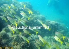 Digital Image Picture Photo Pic Andaman India underwater coral life scuba AND096