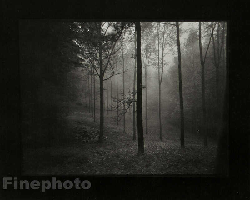 1967/78 Vintage JOSEF SUDEK Czech Photo Gravure Surreal Forest Trees Fine Art