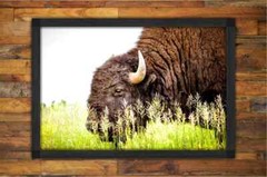 Buffalo Photography Prints – Great Plains Bison Wall Art – Midwest Decor