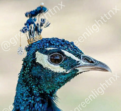 Digital Image Picture Photo Pic Wallpaper Background Blue Peafowl Bird Nature