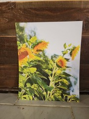8×10 Sunflower Photograph Print – Original Nature Art Matte Photo Wall Decor