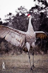 Sandhill Crane – Fine Art Nature Photography by Bear8Photo