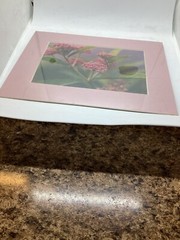 Original Color Photograph Of Swamp Milk Weed, 1994, Signed