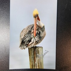 Art Photography Sea Birds Don Saarie Signed 4×6 Print Photos 3 Beach Ocean Decor