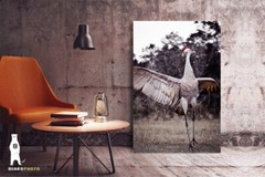 Sandhill Crane – Fine Art Nature Photography by Bear8Photo