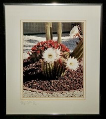 Rare Signed Print Numbered Desert Cactus Arborist Flower Garden Home Decor 12×14