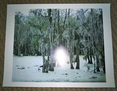 DORTHE ALSTRUP ‘Untitled, Swamp #2’, 2003 SIGNED Photograph #199/200 Ltd Ed NEW!