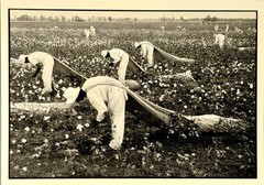 Danny Lyon Art Photo Print Card – Texas Dept. Of Corrections Cotton Pickers 1968
