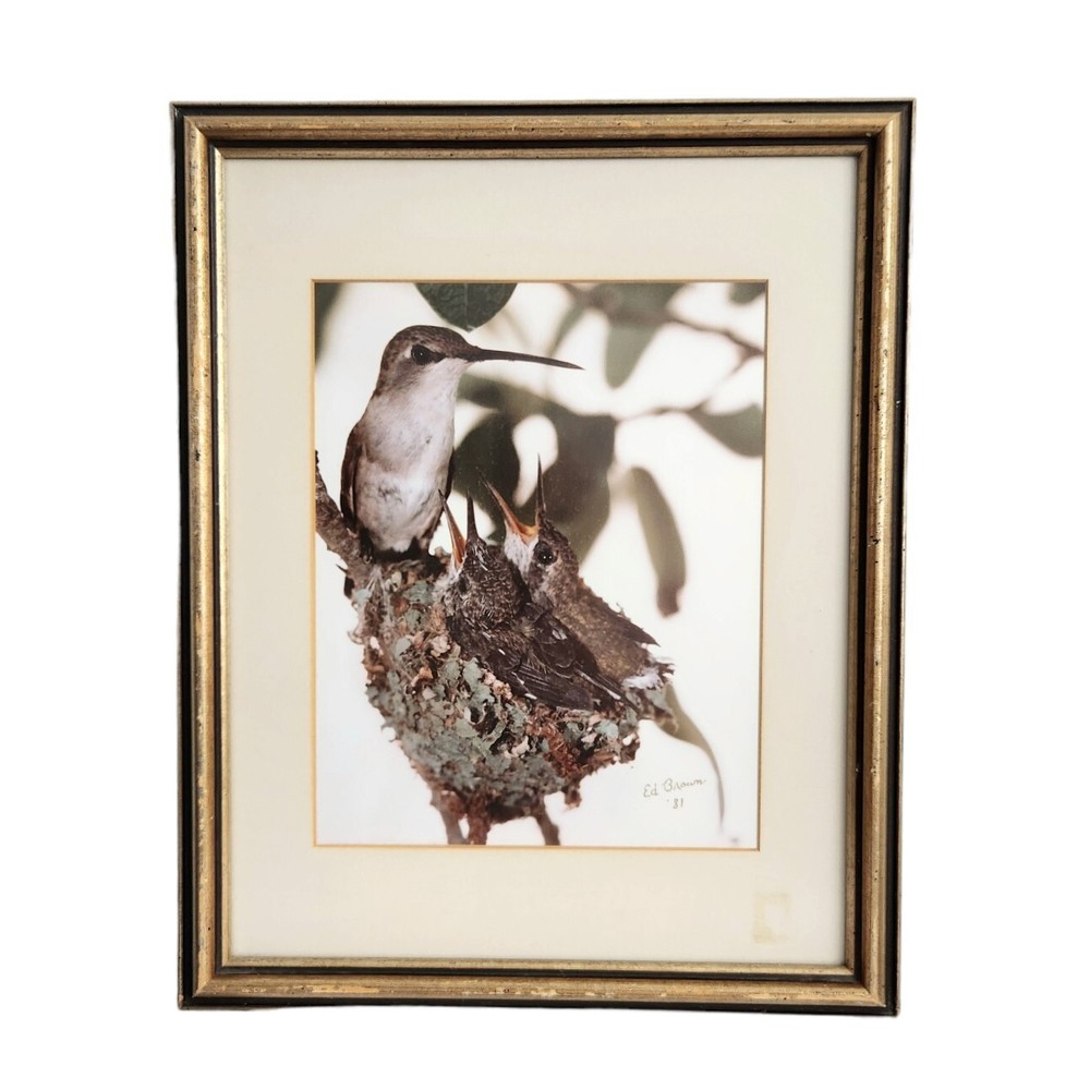 Vtg 1981 Framed Art Photograph Hummingbird Bird Nest Artist Signed Ed Brown OOAK