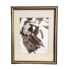 Vtg 1981 Framed Art Photograph Hummingbird Bird Nest Artist Signed Ed Brown OOAK