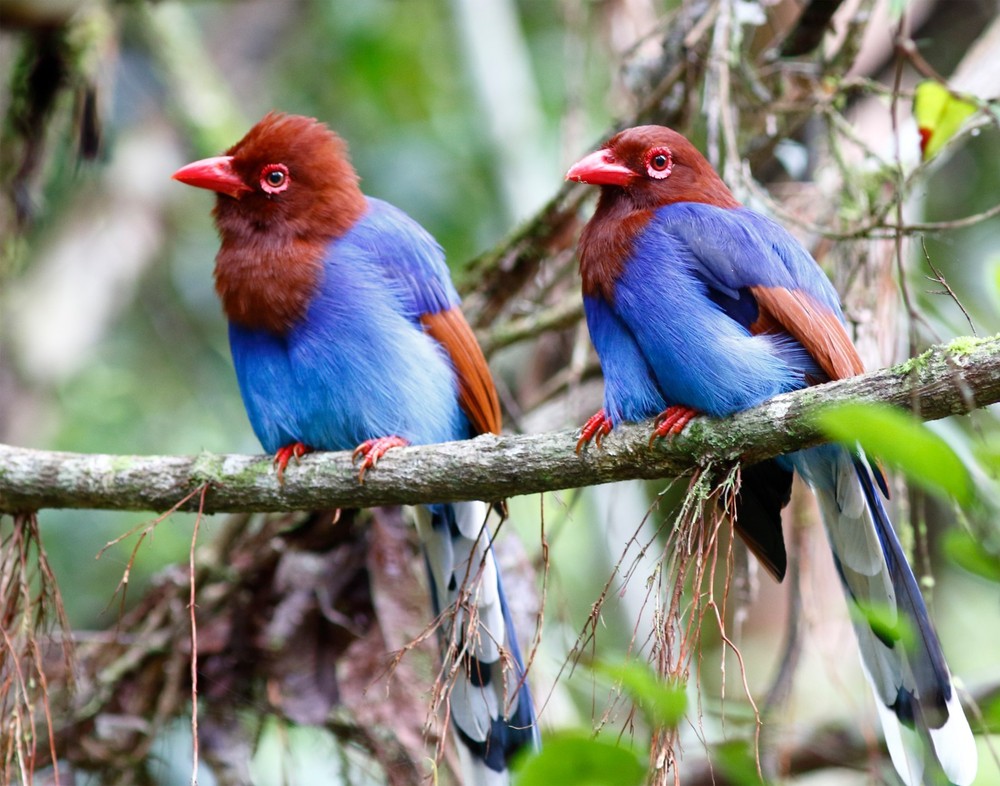 Sri Lanka Blue Magpie 11×14 Photograph Print 11″x14″ #2