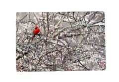 Paul Grecian Photograph on Metal 6″ x 4″ Cardinal on Icy Branch Signed Numbered