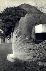 1952 Henri Cartier Bresson Sri Ramana Maharshi India Albino Peacock 48 Art Photo