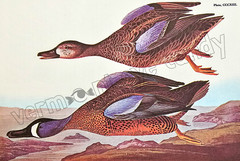 Blue-Winged Teal Audubon Bird Art DIGITAL DOWNLOAD Print at Home Wall Décor