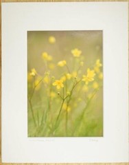 Tom Adams Photography Swamp Buttercup Yellow Flowers Oregon Matted Photo Art