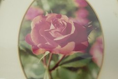 Signed 1974 Gold Framed Matted Flower Floral Photographs Pink Rose Photos Decor