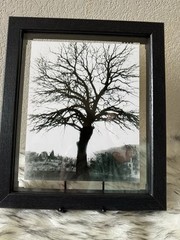 Beautifully captured black & white tree at a park in El Paso Texas