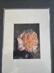 Flowers Photography by: “Muggs” Margolis Framable Art 5 X 7 New