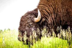 Buffalo Photography Prints – Great Plains Bison Wall Art – Midwest Decor