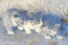 Cute Kittens Vintage 8×10 Photo Silver Gelatin Photograph