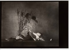 1959/80 Original JOSEF SUDEK Silver Gelatin Photo Seashell Still Life Caravaggia