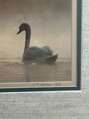 Family Of Swans Edward Robinson Nature Photographer Signed Photo Matted & Framed