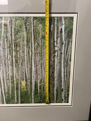 Large Wall Art Photo Picture Birch Print 15”x30” Framed & Matted 27”x42”