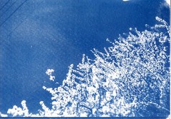 🎁 Set 16: Original Handmade Cyanotype Print Greeting Cards Set of 12pcs