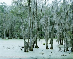 DORTHE ALSTRUP ‘Untitled, Swamp #2’, 2003 SIGNED Photograph #199/200 Ltd Ed NEW!