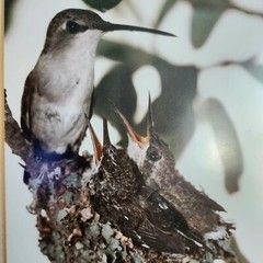 Vtg 1981 Framed Art Photograph Hummingbird Bird Nest Artist Signed Ed Brown OOAK