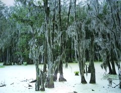 DORTHE ALSTRUP ‘Untitled, Swamp #2’, 2003 SIGNED Photograph #199/200 Ltd Ed NEW!