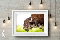 Buffalo Photography Prints – Great Plains Bison Wall Art – Midwest Decor